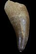 Huge, Dyrosaur Tooth - Morocco #35038-1